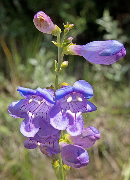 Beardless Sidebells Penstemon 3.jpg